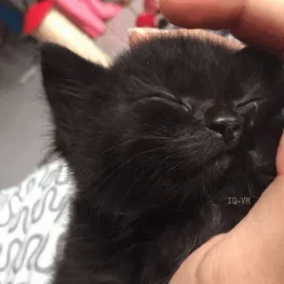 🐈‍⬛️ kitten, black cat, animal, pet, cute, domestic animal, small cat telegram sticker