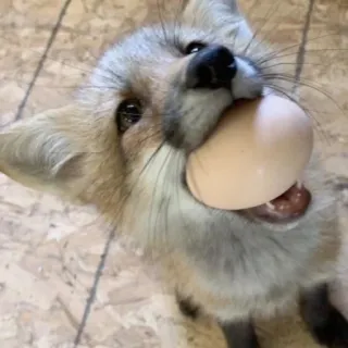 🦊 whatsapp sticker