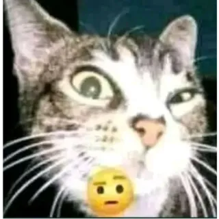 🤨 telegram sticker