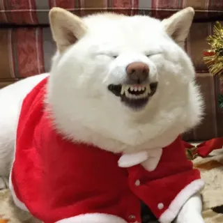 😬 chien, noël, shiba inu, père noël, fête, festif whatsapp sticker