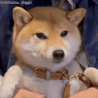 🦖 @shibainu_doggo chien, shiba inu, animal de compagnie, animal, mignon, toutou telegram sticker