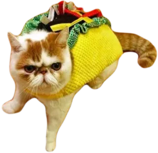 🐱 cat, taco, animal, cute, funny, pet telegram sticker