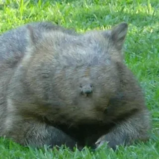 😏 Wombat, Animal, Mammifère, Faune sauvage, Marsupial, Australie telegram sticker