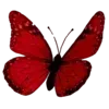 🦋