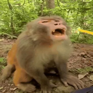 🤪 monkey, animal, mammal, nature, wildlife, primate telegram sticker