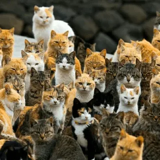 😺 chats, animaux, félins, animaux de compagnie, groupe, chat, chatons, chaton telegram sticker