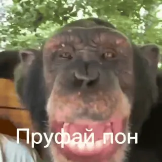 🦧 Пруфай пон monyet, kera, simpanse, meme, lucu, binatang telegram sticker
