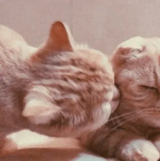 🐾 고양이, 동물, 귀여운, 애완동물, 가정적인, 고양이과, 수염, 새끼 고양이 telegram sticker