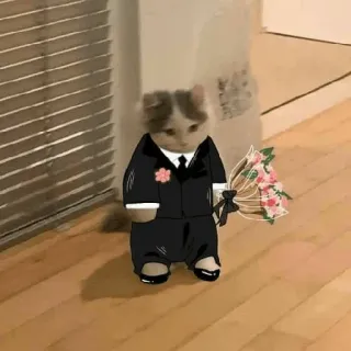 😀 cat, tuxedo, bouquet, wedding, formal, groom, animal telegram sticker