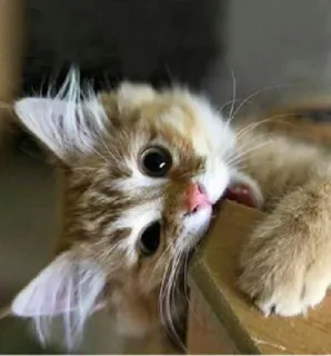 🙃 gato, gatinho, fofo, animal, animal de estimação, gato doméstico, fofo, malhado telegram sticker