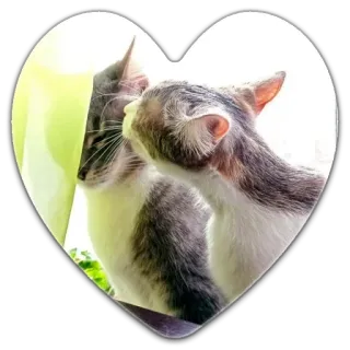 😘 Katze, Herz, Kuss, Haustier, Tiere, Liebe, Zuneigung telegram sticker