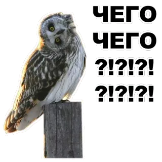 ⁉ ЧЕГО
ЧЕГО
?!?!?! hibou, oiseau, question, russe whatsapp sticker