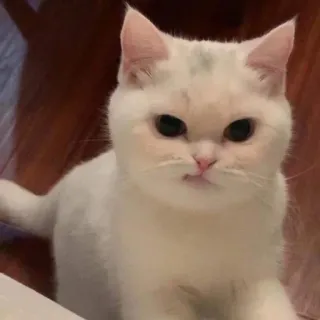 cat! whatsapp stickers