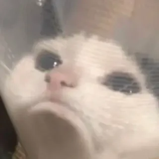 😂 猫, 動物, ペット, コーン, 悲しい, 怪我, かわいい whatsapp sticker