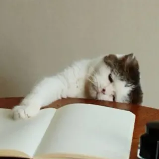 🐈 kat, boek, dier, huisdier, binnen, tafel telegram sticker