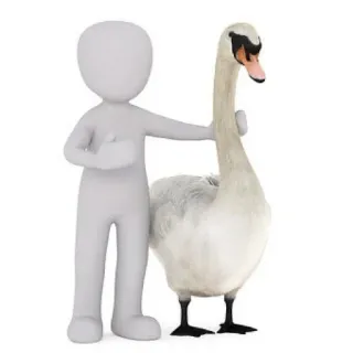 🦆 swan, animal, white, figure, pose, bird telegram sticker