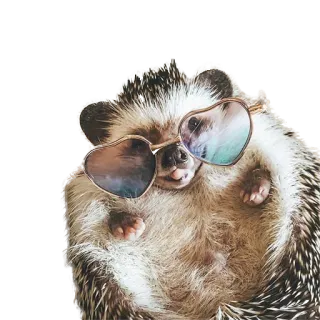 🤓 hedgehog, animal, glasses, cute, heart, sunglasses telegram sticker