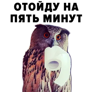 🤧 Eule, Toilettenpapier, Vogel, Humor, Tier, Lustig telegram sticker