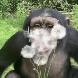 🥰 chimpanzee, primate, animal, dandelion, nature, ape, mammal whatsapp sticker
