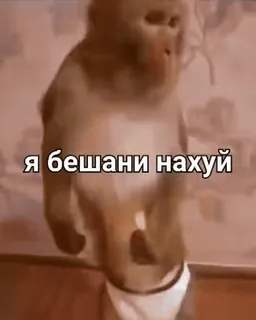🌟 я бешани нахуй singe, offensant, jurons, animal whatsapp sticker