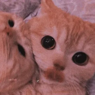 🌸 猫, 子猫, かわいい, ペット, 動物, オレンジ telegram sticker
