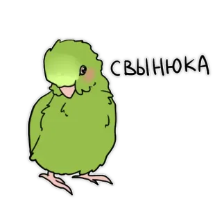 😠 СВЫНЮКА Vogel, grün, niedlich, Cartoon, Tier whatsapp sticker