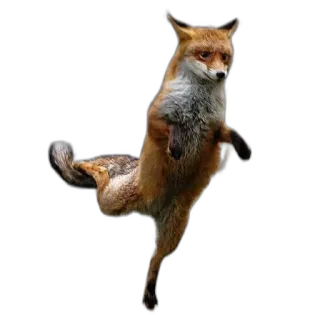 🕺 fox, animal, wildlife, dancing, funny, cute telegram sticker