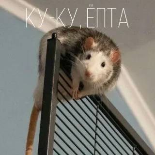 🥸 КУ-КУ, ЁПТА rat, animal, mignon, drôle, rongeur telegram sticker