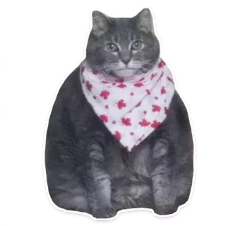🍩 gato, animal, mascota, sticker, lindo, bandana telegram sticker