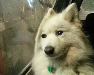 😭 Sad Dog telegram sticker