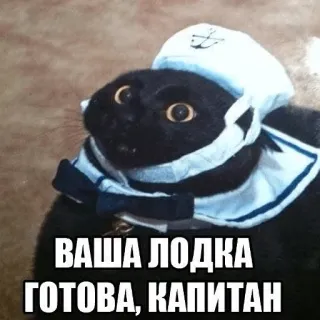 ⛵ ВАША ЛОДКА ГОТОВА, КАПИТАН gato, marinheiro, barco, animal, engraçado, meme whatsapp sticker