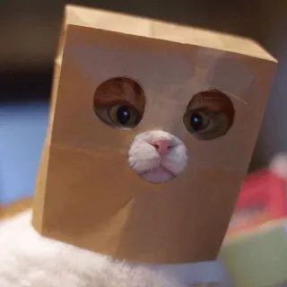 👮 gato, saco de papel, engraçado, animal, animal de estimação, fofo whatsapp sticker