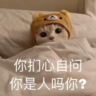 🥲 你扪心自问
你是人吗你？ gato, lindo, oso, pregunta, animal, humor telegram sticker