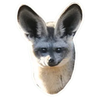 🦊 animal, bat-eared fox, mammal, wildlife, fox telegram sticker