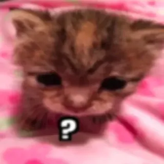 ❔ ? 고양이, 새끼 고양이, 물음표, 귀여운, 혼란스러운 telegram sticker