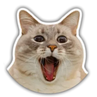 😮 gato, animal, mamífero, mascota, meme, gracioso, impactado, grito whatsapp sticker