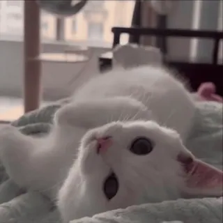 🌟 猫, 白, 動物, ペット, かわいい, 家畜 whatsapp sticker