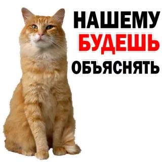 😔 НАШЕМУ БУДЕШЬ ОБЪЯСНЯТЬ gato, russo, adesivo, texto whatsapp sticker