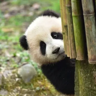 🐼 panda, animal, bambou, mignon, faune whatsapp sticker