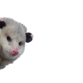 Opossum Coming @stickersb2b whatsapp stickers