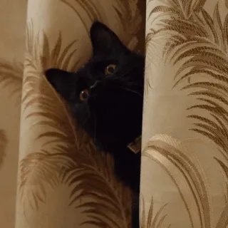 👀 cat, black cat, animal, pet, curtain, peeking telegram sticker
