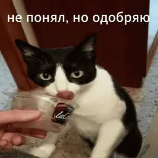 🤣 не понял, но одобряю cat, meme, confused, reaction, funny, approval, pet telegram sticker