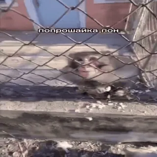 🐒 попрошайка пон 猿, 動物, 檻, 物乞い, 動物園 whatsapp sticker