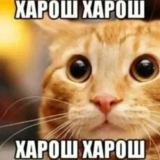 👍 ХАРОШ ХАРОШ
ХАРОШ ХАРОШ cat, meme, russian, animal whatsapp sticker