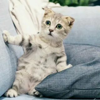 🐈 고양이, 새끼 고양이, 귀여운, 애완동물, 동물 telegram sticker