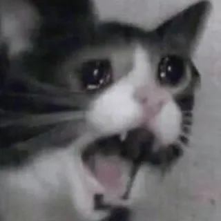 😨 gatto, piangente, angosciato, meme, animale, triste telegram sticker