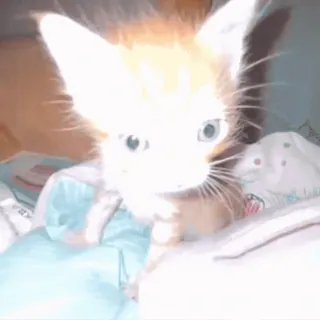 😳 mèo con, mèo, dễ thương, động vật, thú cưng telegram sticker