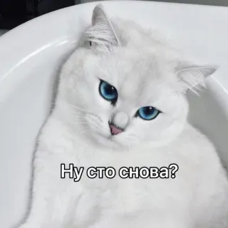 🌚 Ну сто снова? 猫, 白い猫, ロシア, ステッカー, ミーム telegram sticker