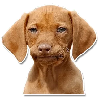 😑 dog, puppy, sad, cute, vizsla whatsapp sticker