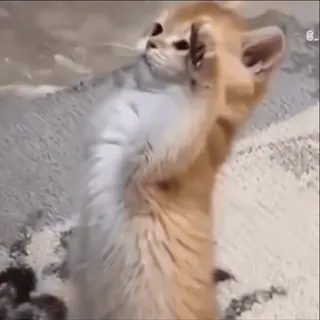 🤩 Katze, Kätzchen, Sandkatze, Tier, süß, Wüstenkatze whatsapp sticker